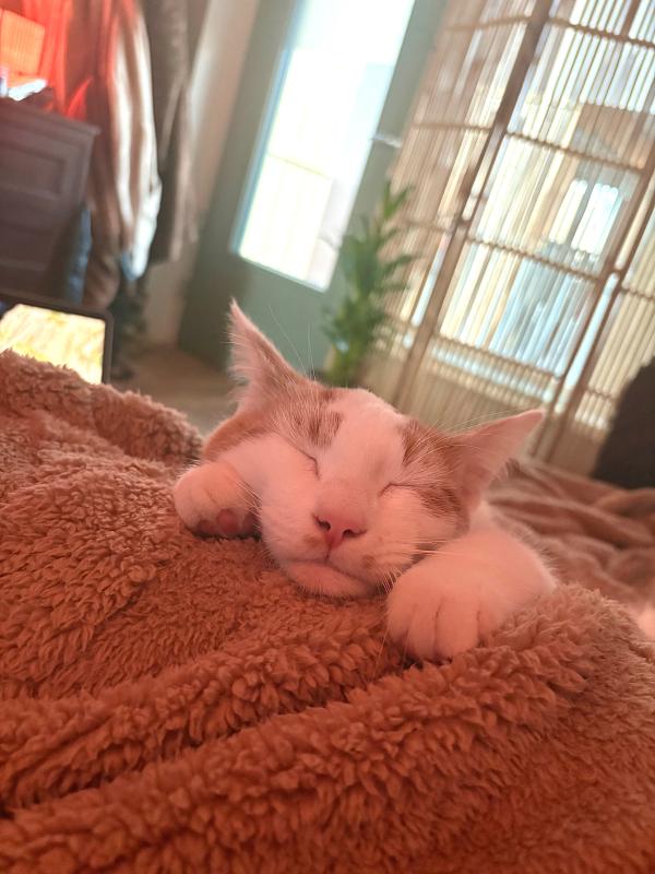 Muis