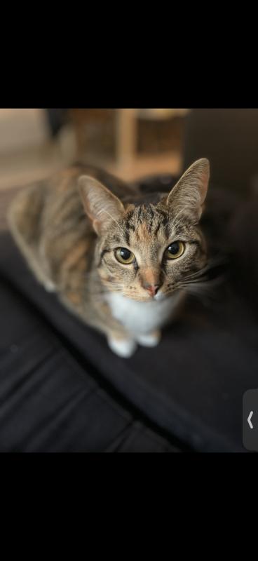 Keesje
