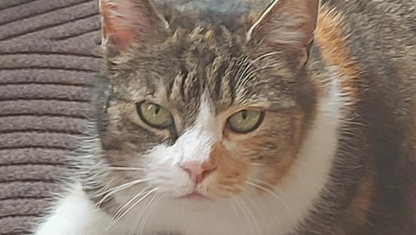Nala