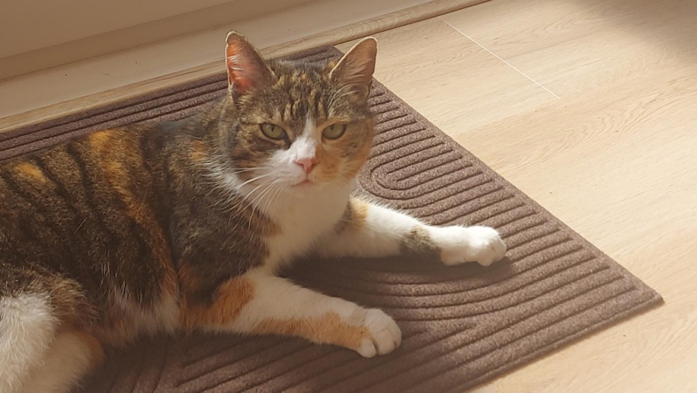 Nala