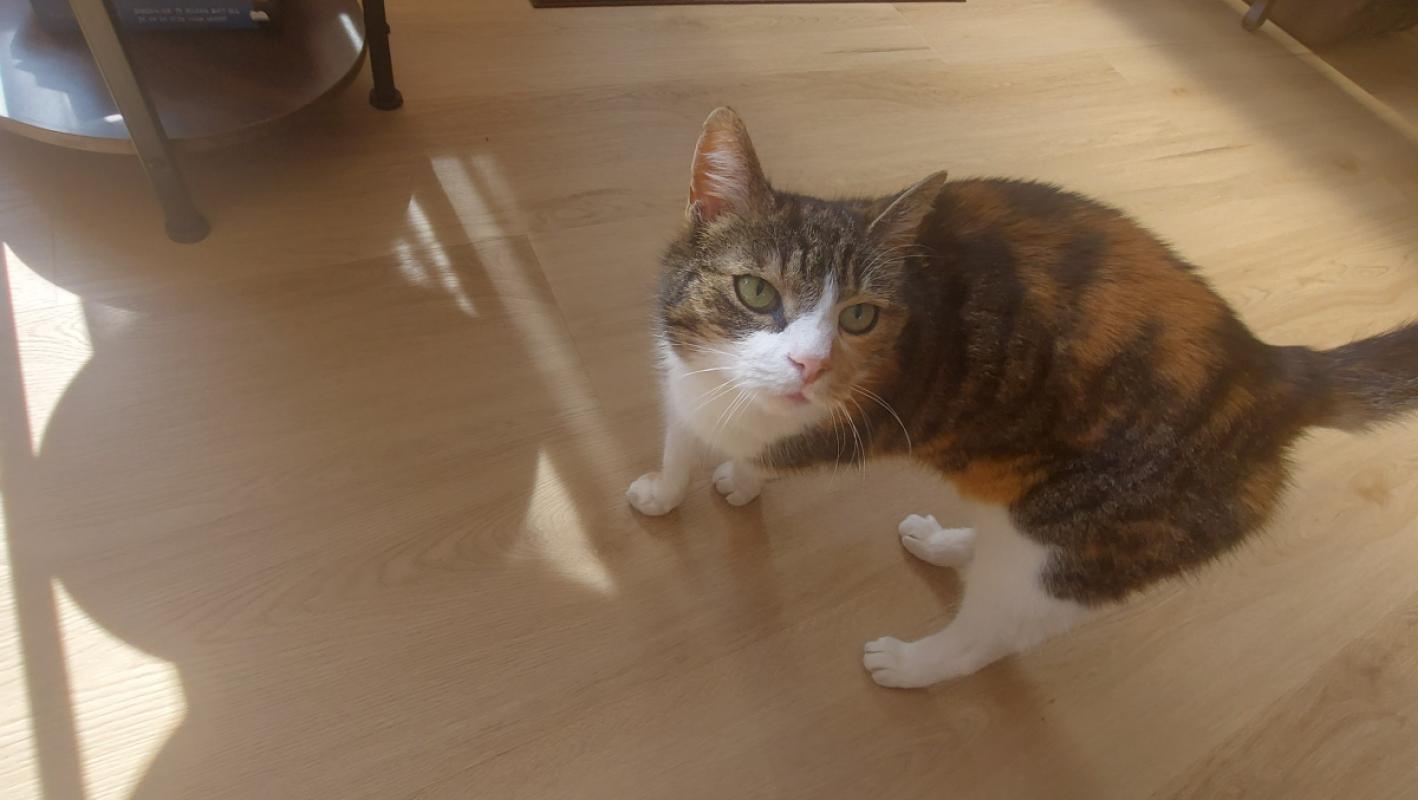 Nala