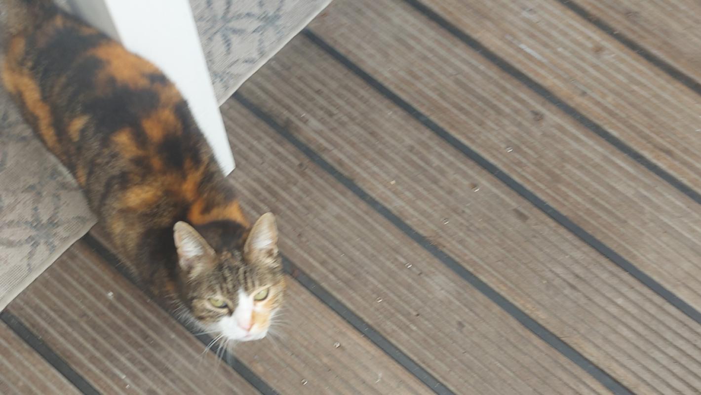 Nala