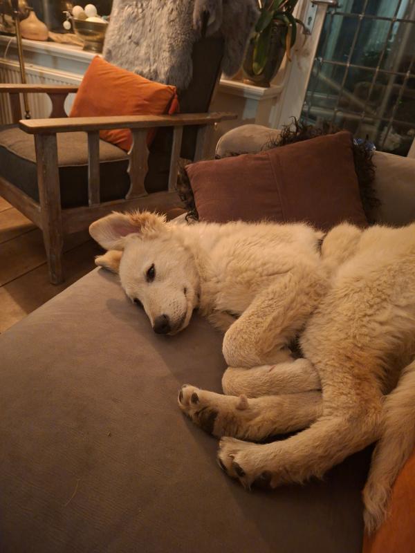Tobia