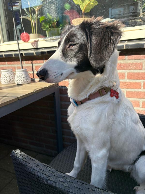 Jolie