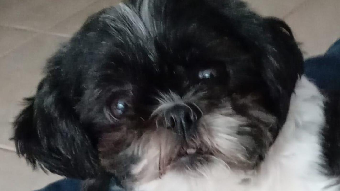 Pip