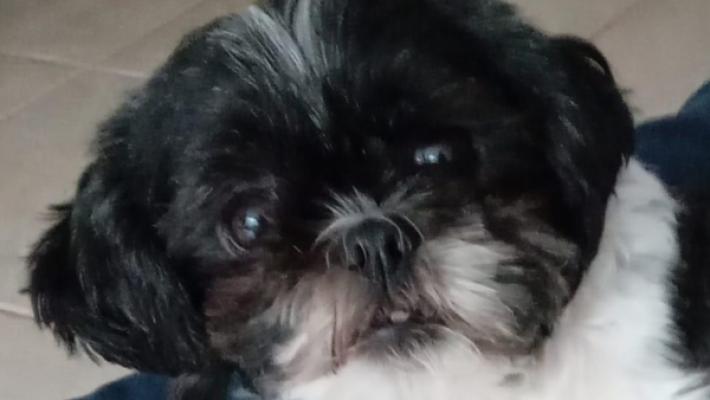 Pip