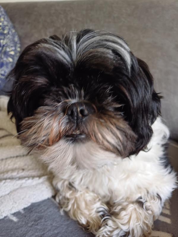 Pip