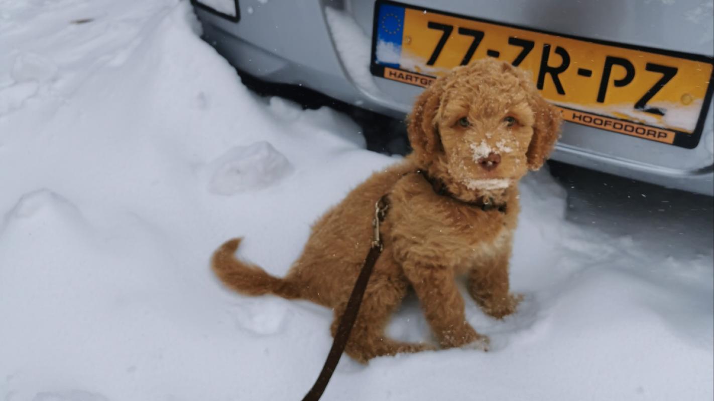 Teddy