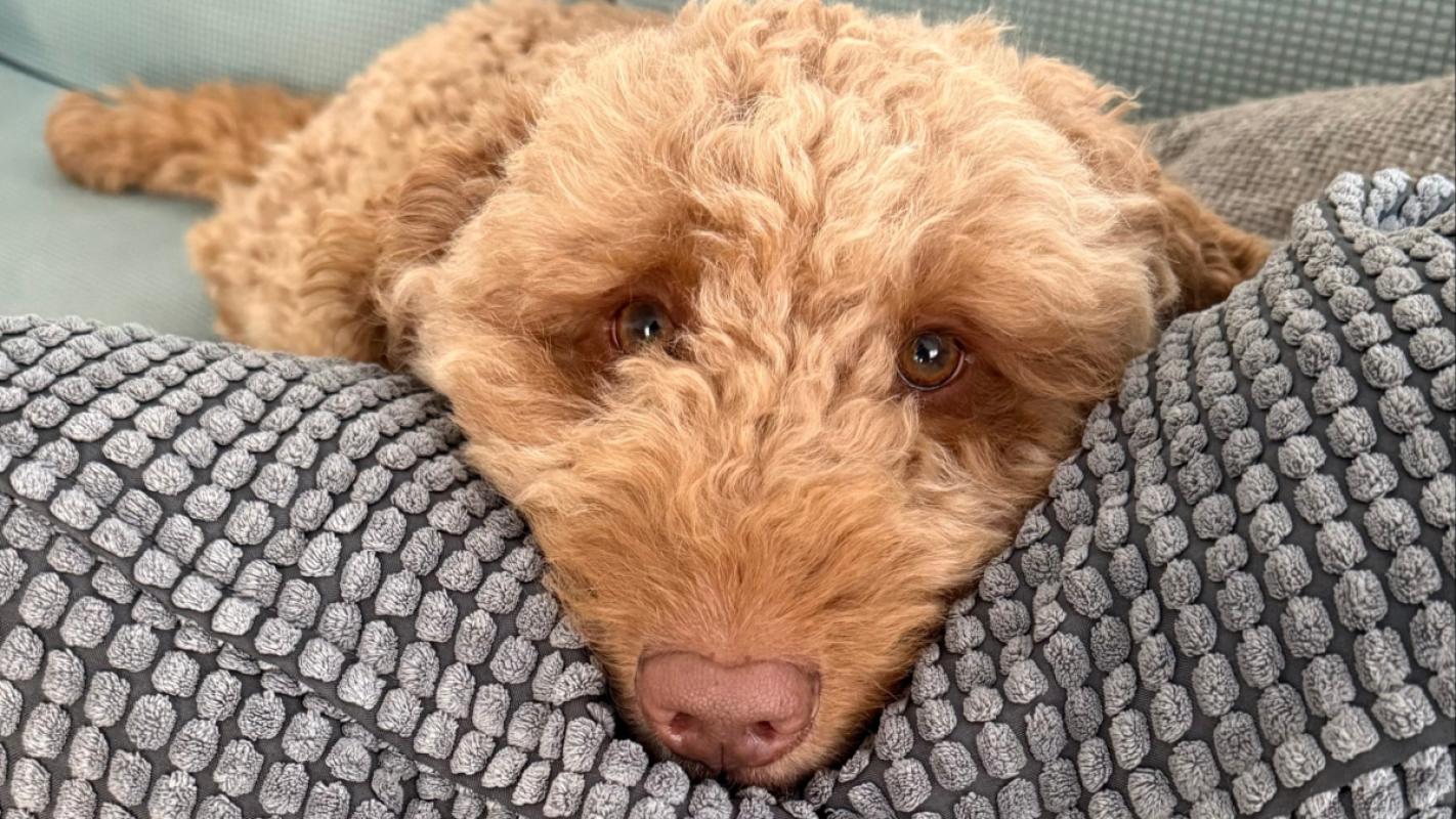 Teddy