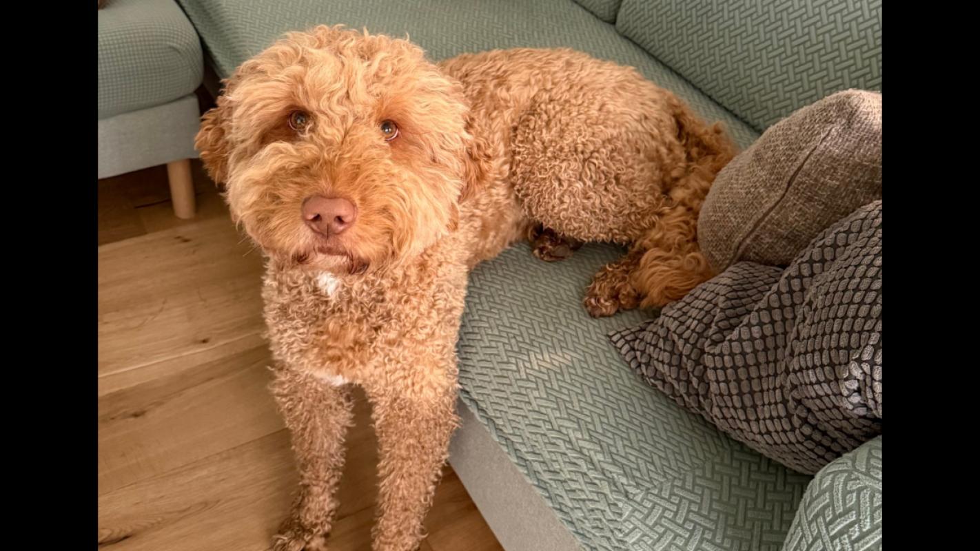 Teddy
