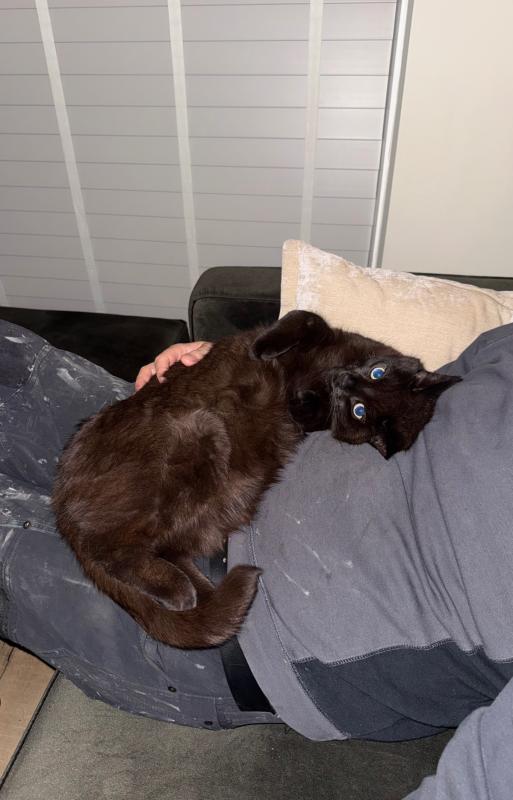 Buddy