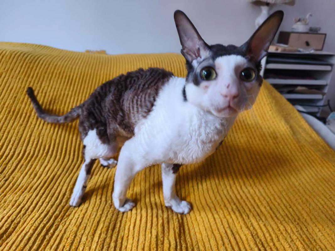 Barsik