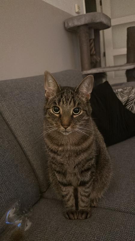 Jaxx