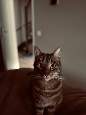 Jaxx