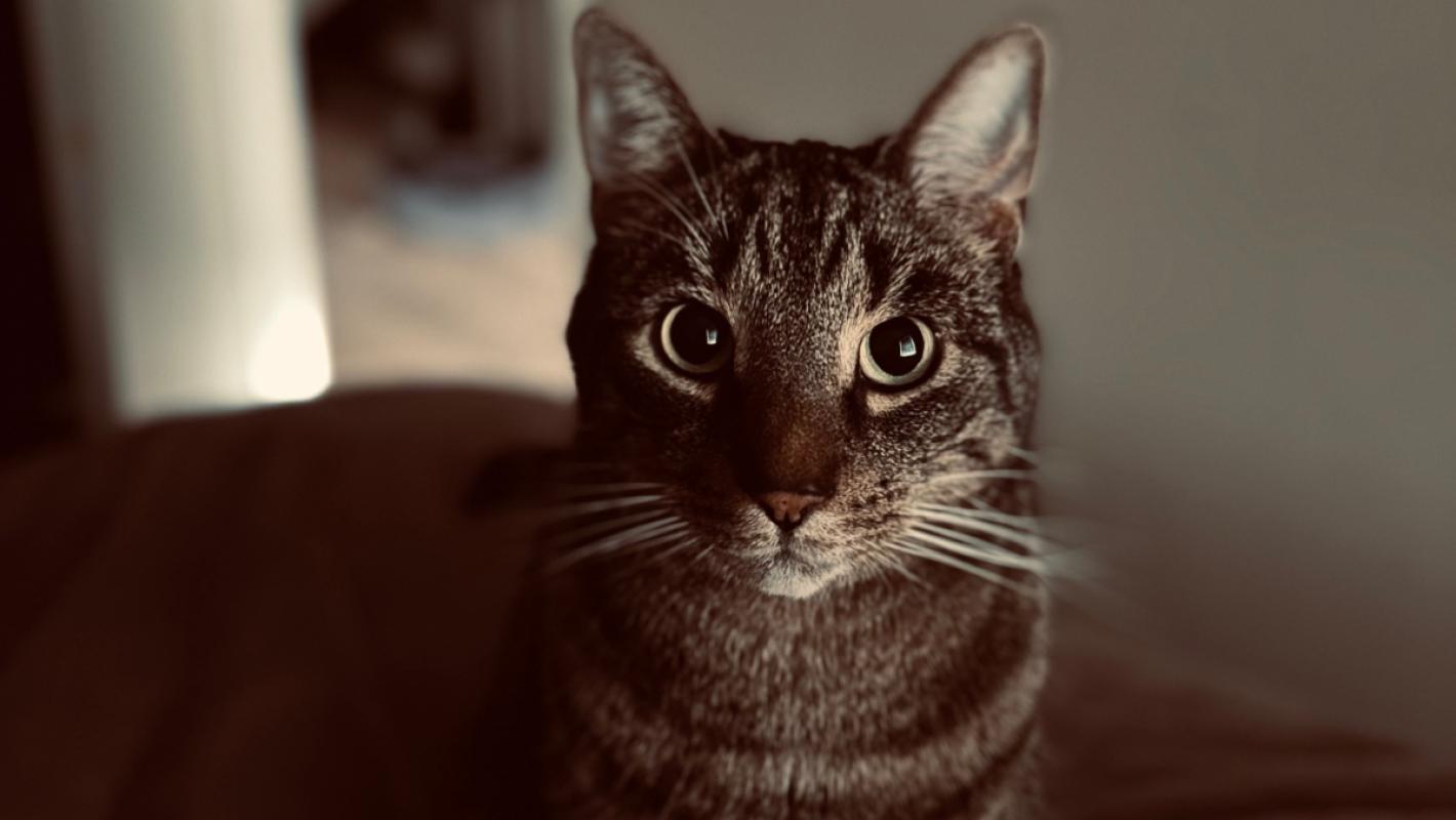 Jaxx