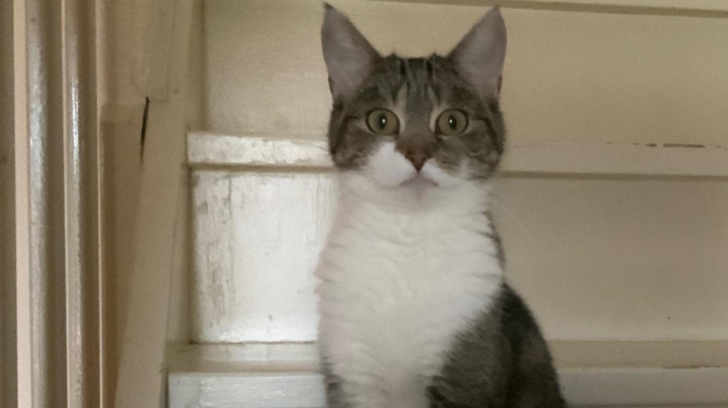 Kira
