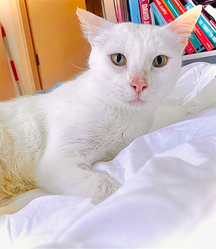 Leila