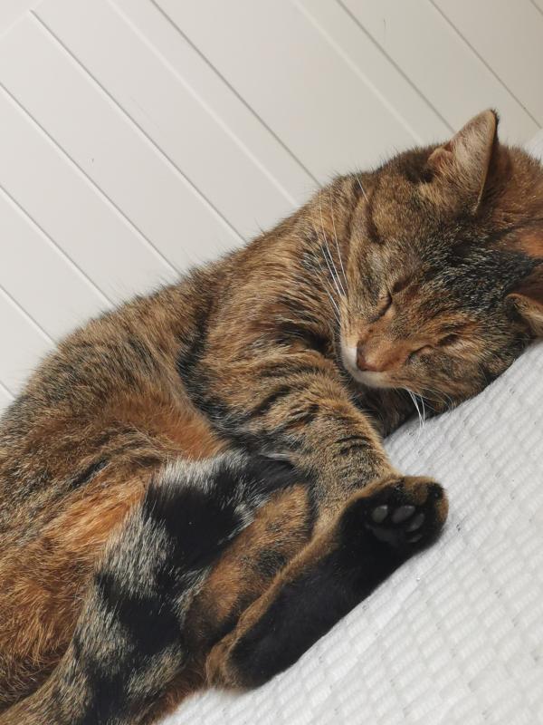 *SPOED* Lotje