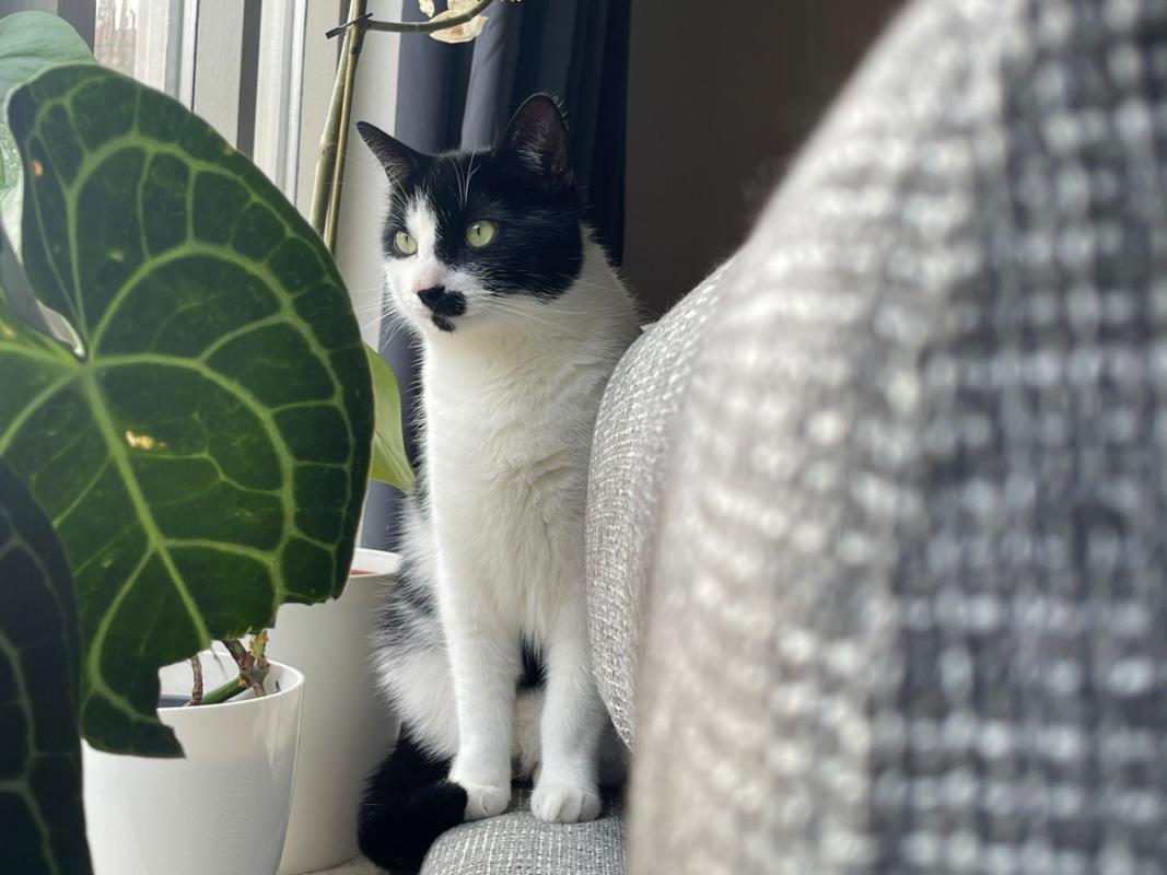 Coco