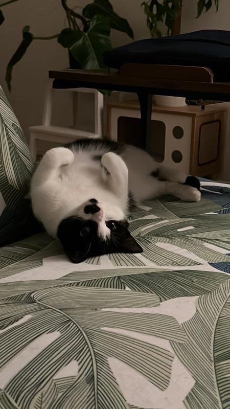 Coco