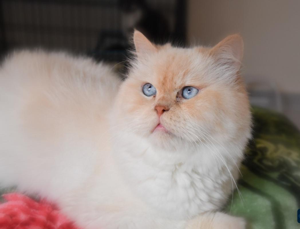 Cooper