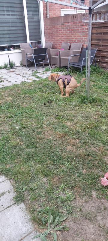 Buster