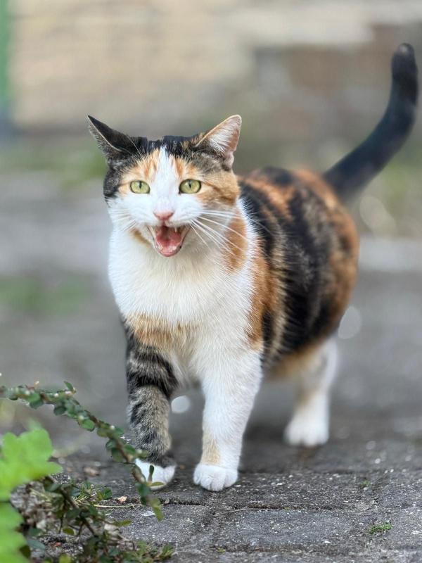 Swijpie
