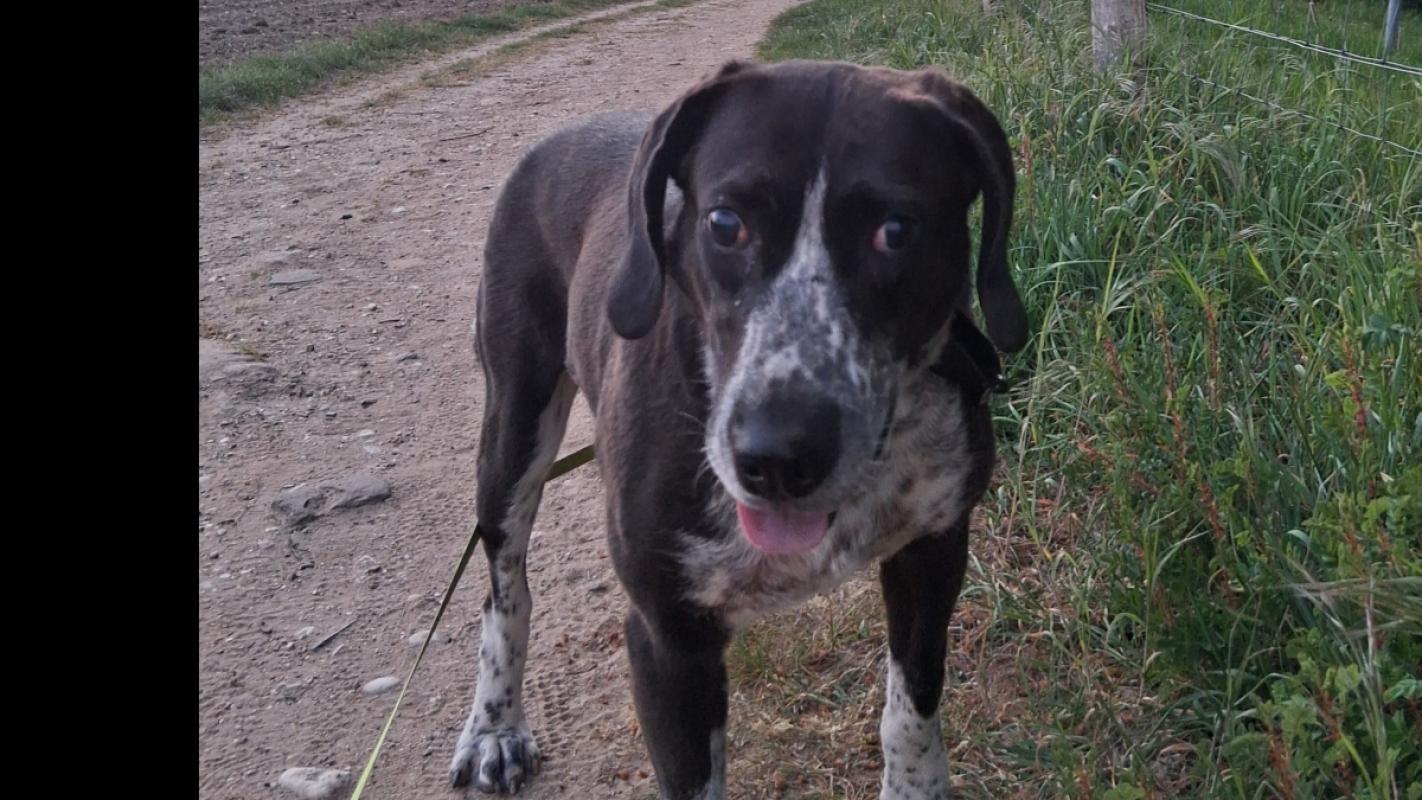 Ruud