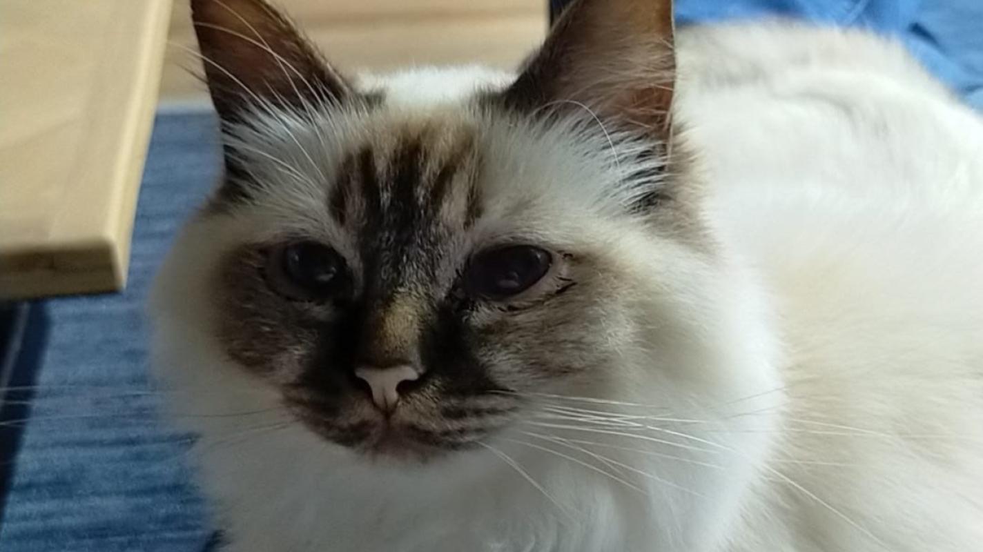 Mila