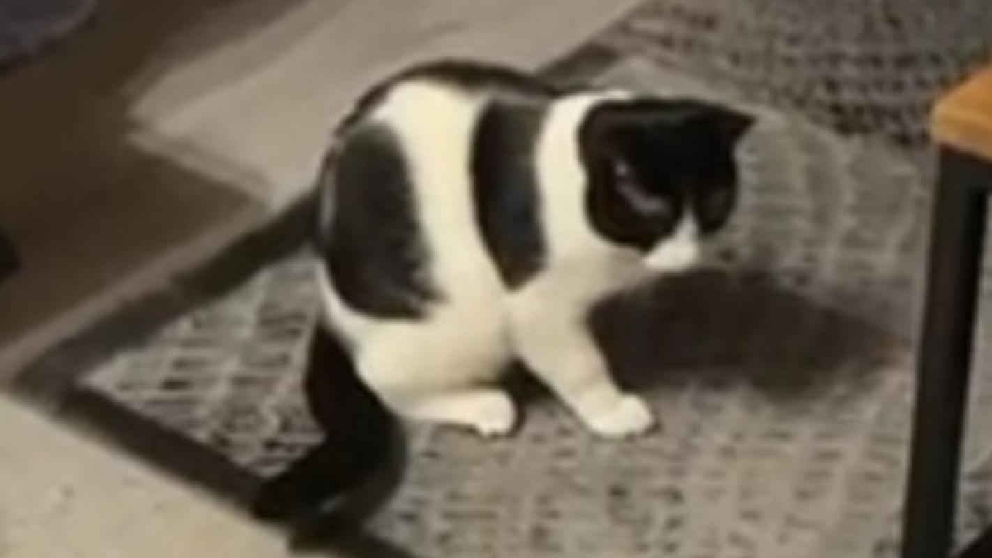 Dropje