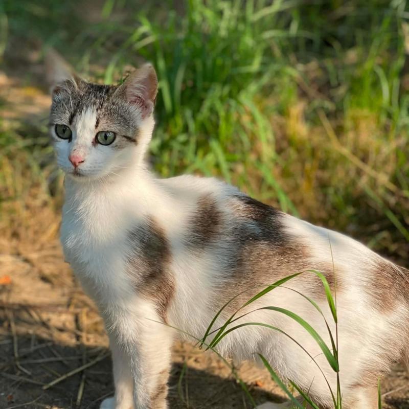 Coco