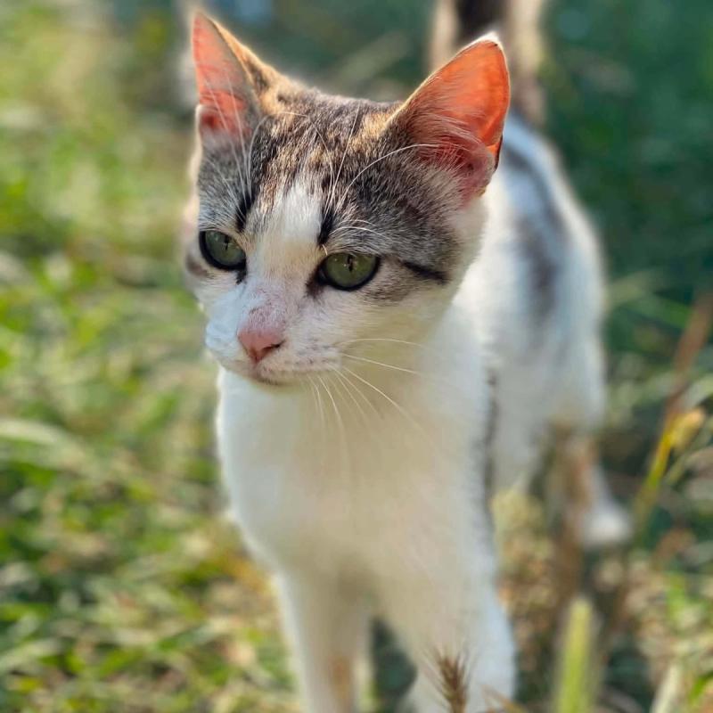 Coco