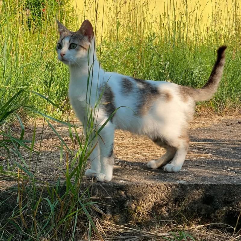 Coco