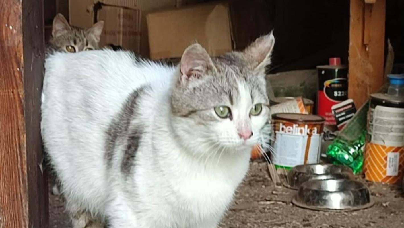 Coco
