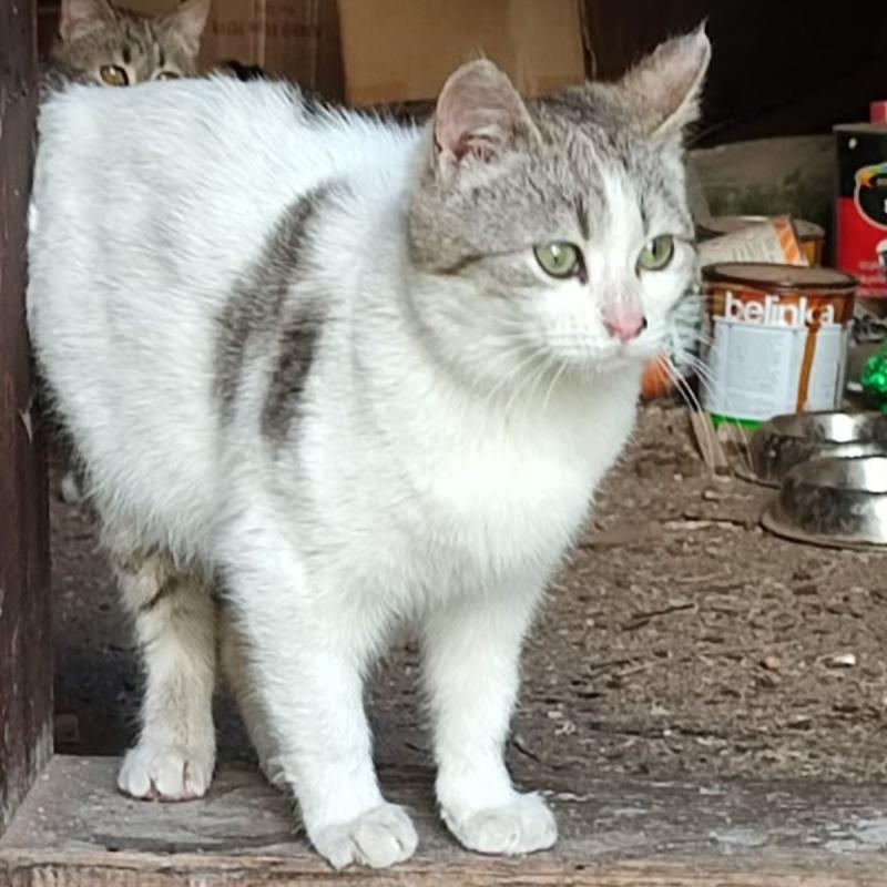 Coco