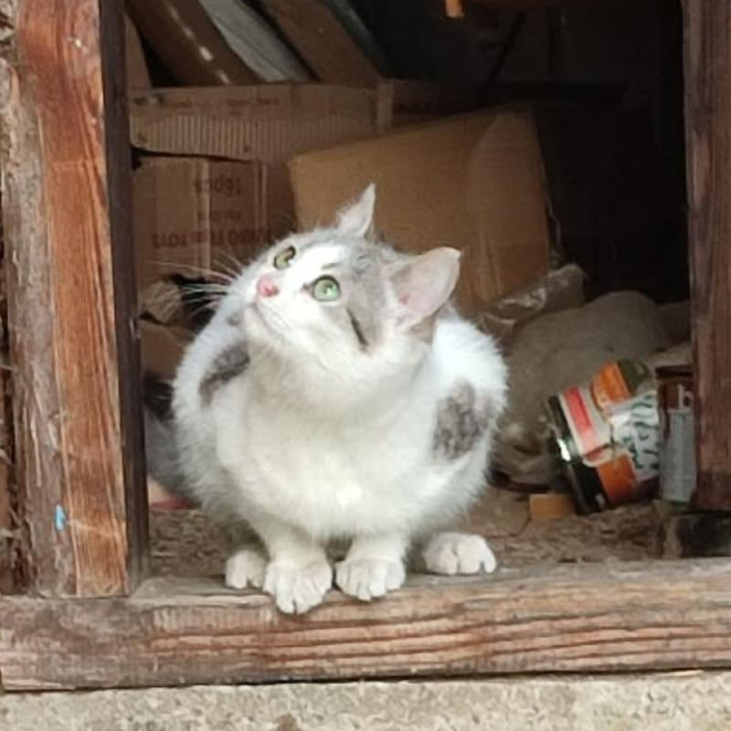 Coco