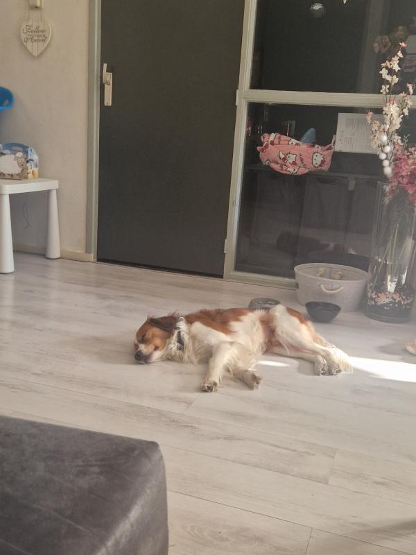 Oscar