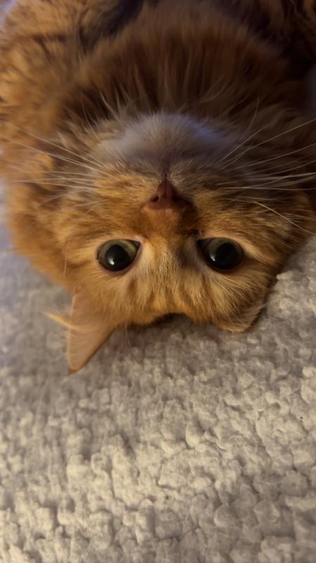 Simba