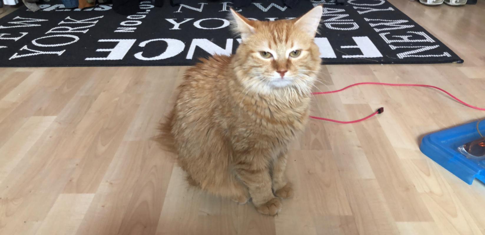 Simba