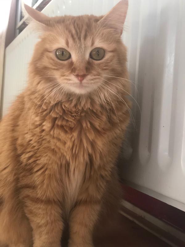 Simba