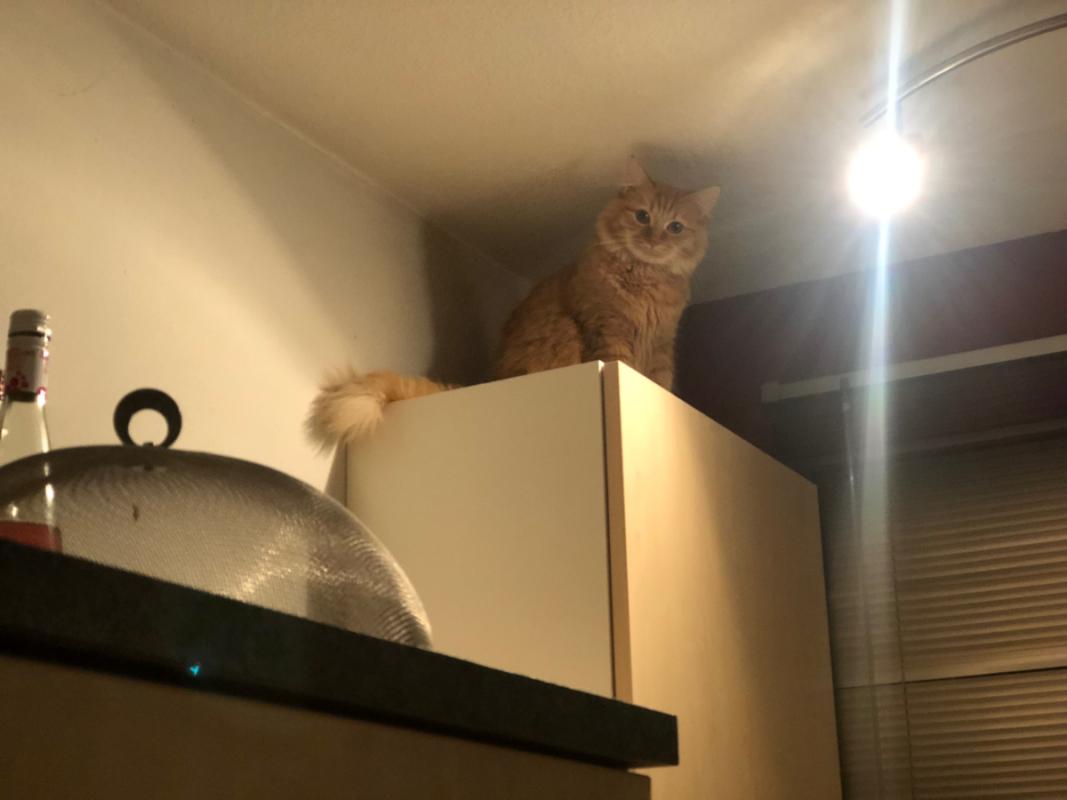 Simba