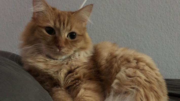 Simba