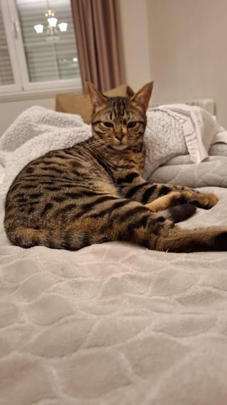Sacha