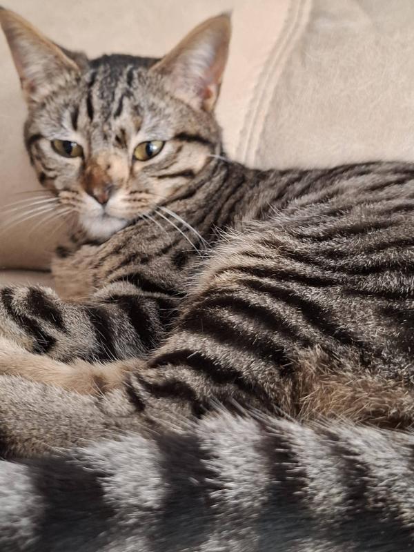 Sacha