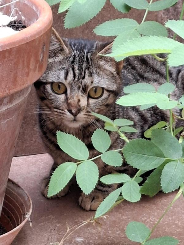 Sacha