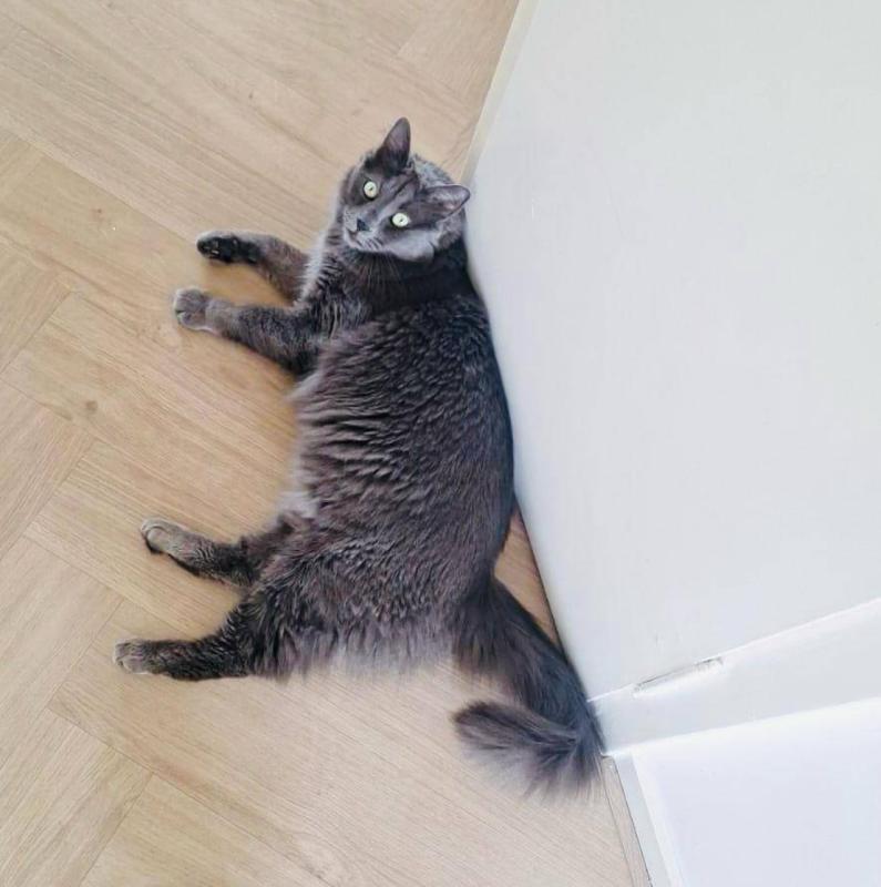 Totoro