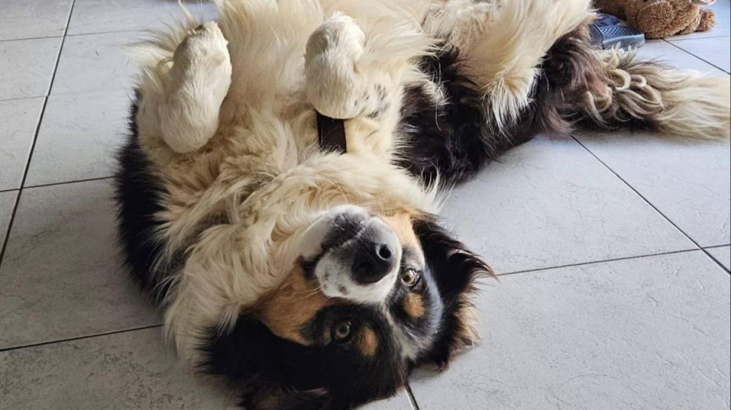 Vito