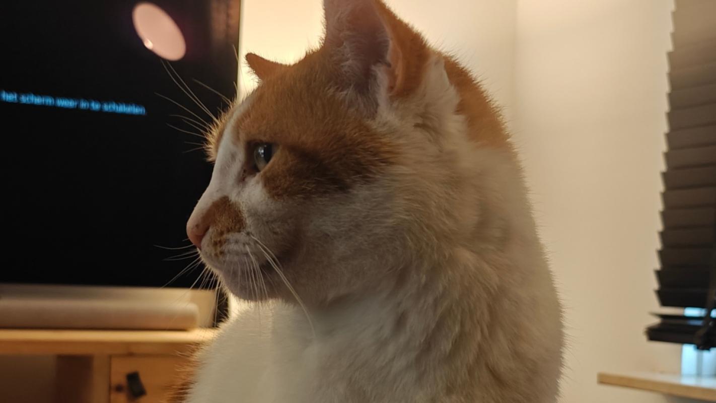 Nemo