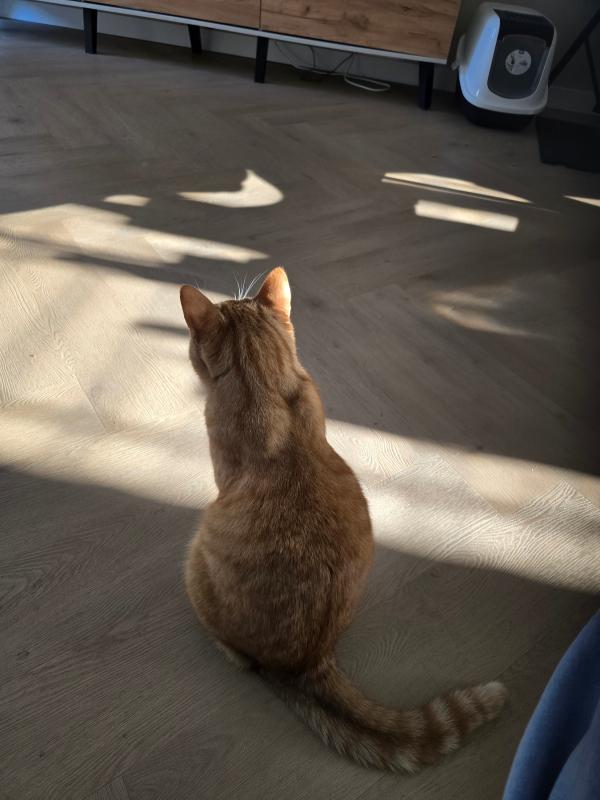 Guusje