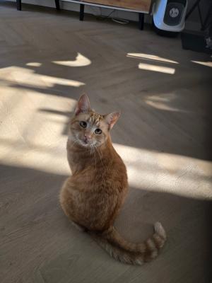 Guusje